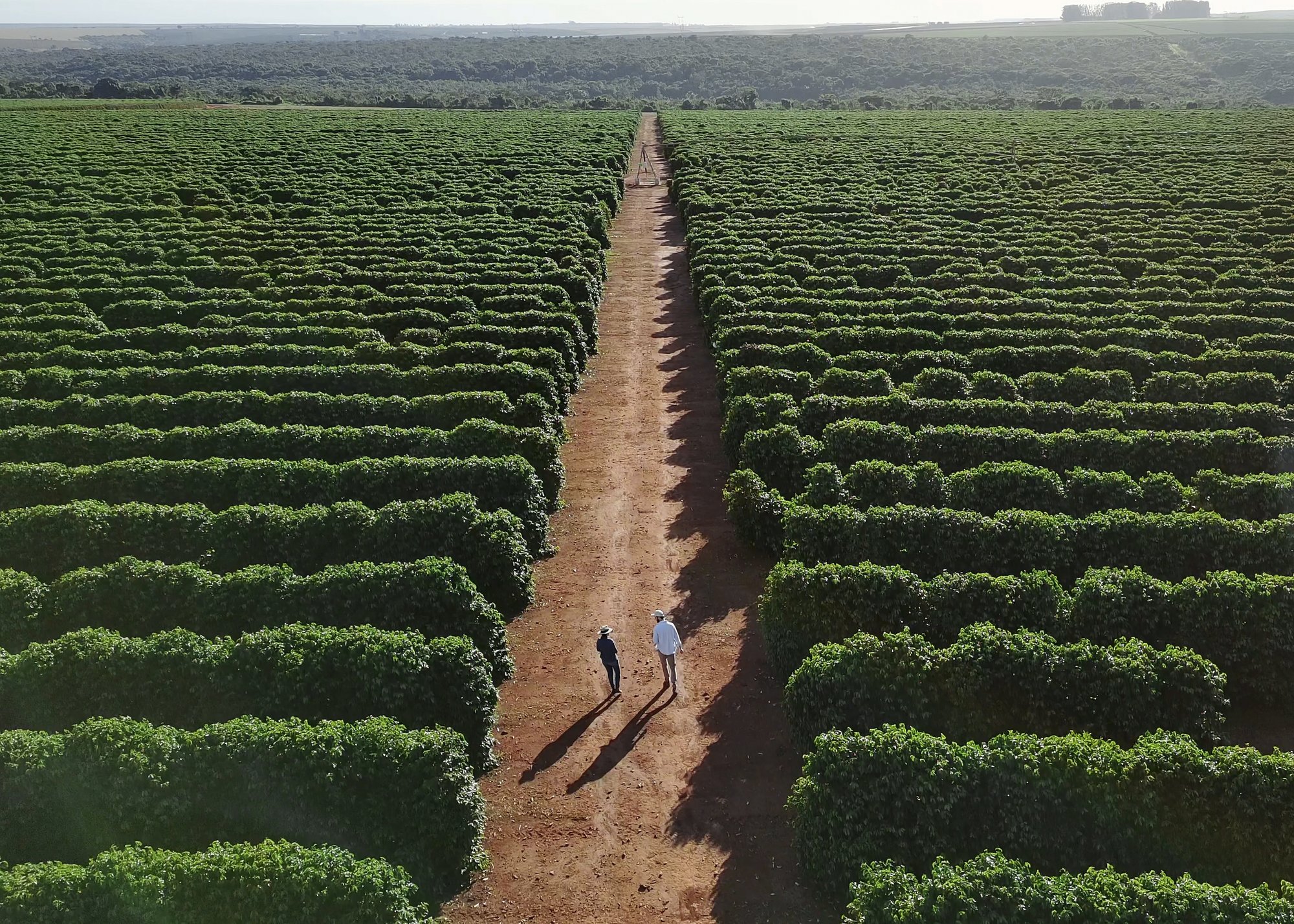 Aerial view of a South American growing field with workers walking the rows