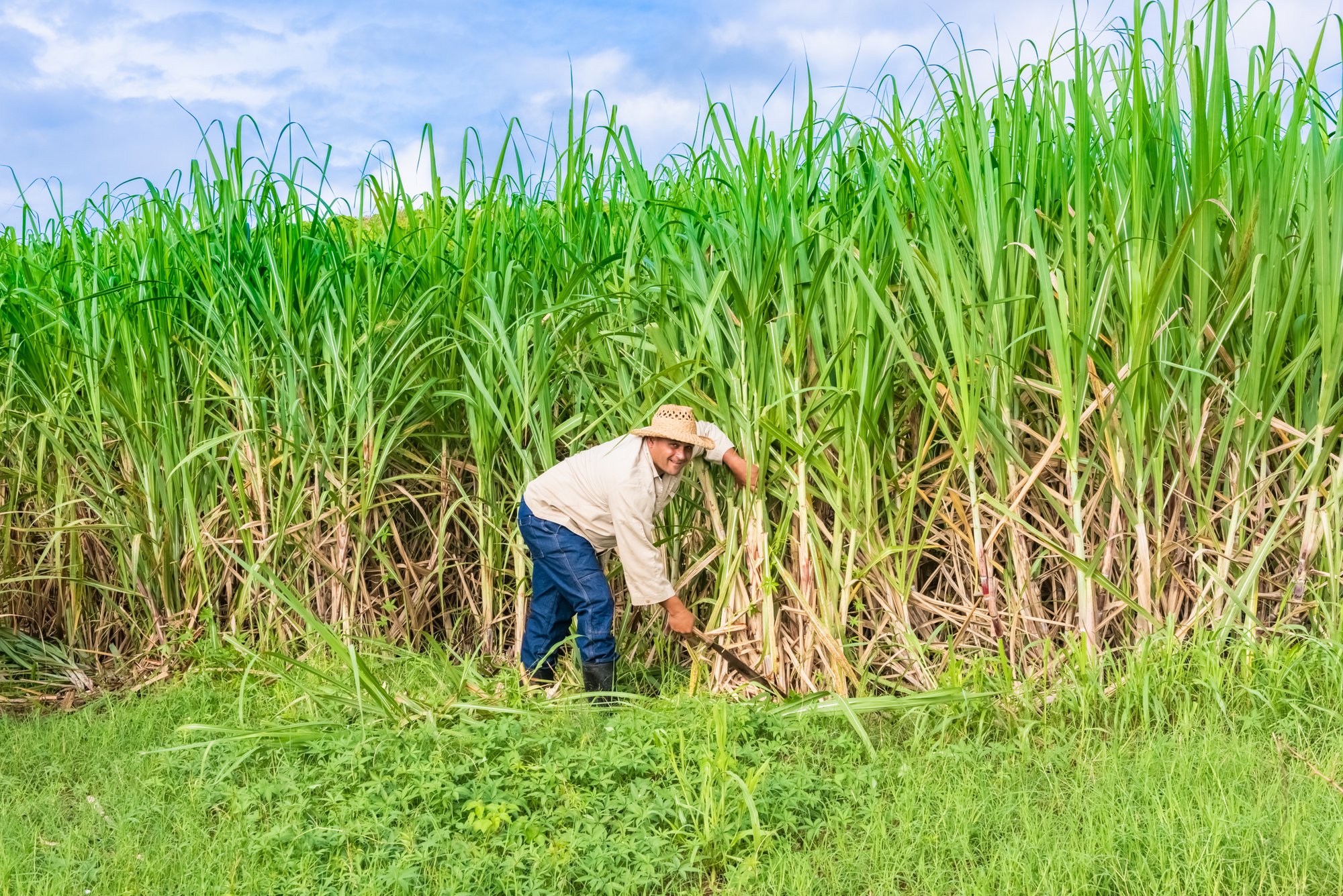 Sugar cane harvest in Colombia